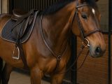 Horse Breastplates, How Exactly To Install On Your Own Horse