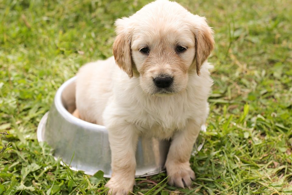 Many Benefits to Doggy Daycare Many Benefits to Doggy Daycare